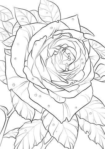 Oklahoma Rose Coloring Page